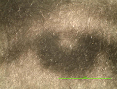 Mikroskopický snímek