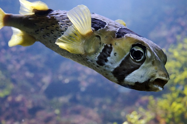 puffer fish image