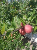 jablka1