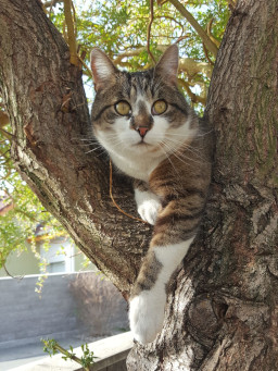 tabby cat in a tree