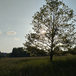 Solitérní strom v krajině při západu slunce